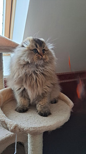 Scottish fold highland kassipoeg WCF (2 foto / 6)