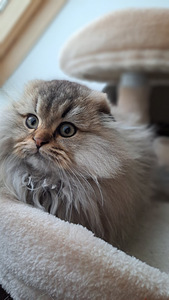 Scottish fold highland kassipoeg WCF (3 foto / 6)