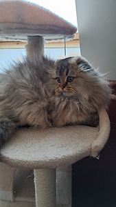 Scottish fold highland kassipoeg WCF (5 foto / 6)