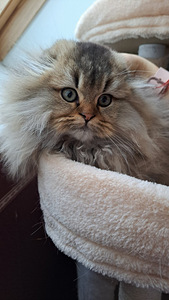 Scottish fold highland kassipoeg WCF (6 foto / 6)