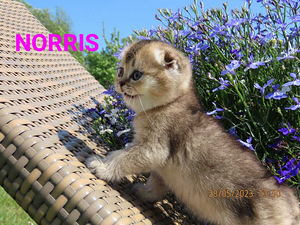 Scottish fold/straight kassipojad (1 foto / 7)