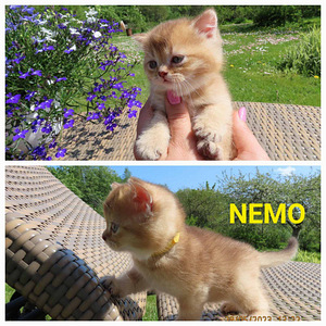 Scottish fold/straight kassipojad (3 foto / 7)