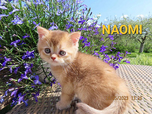 Scottish fold/straight kassipojad (6 foto / 7)