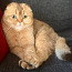 Кот на вязку Гранд интер чемпион (фото #1)