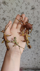 Raagritsikad Extatosoma tiaratum (1 foto / 3)