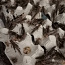 Dubia, Kilke, Zophobase, Мучные черви - живые и замороженные (фото #4)