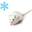 Külmutatud hiired,rottid,Tibud (foto #1)