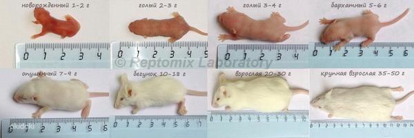 Külmutatud hiired,rottid,Tibud (foto #2)