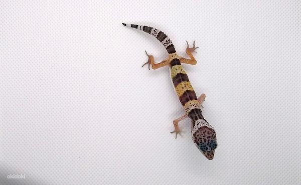 Леопардовый геккон (фото #1)