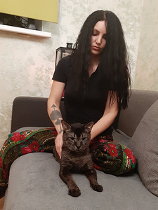Čauzi SBT kaķis (3 foto no 4)
