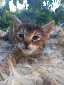 Chausie kaķēni (2 foto no 8)