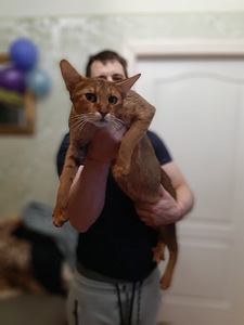 Котята чаузи (6 фото из 8)