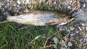 2 salajast jõeforelli püügikohta Põhja-Eestis