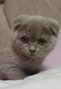 Scottish fold isane kassipoeg (1 foto / 6)