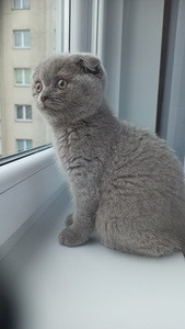 Scottish fold isane kassipoeg (4 foto / 6)