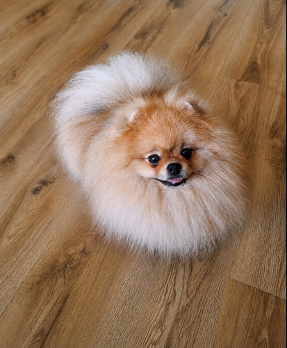 Pomeranian spitz paaritamiseks