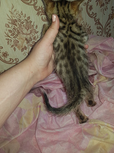 Бенгалы