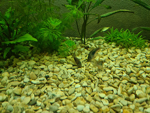 Akvaarium 150l (6 foto / 8)