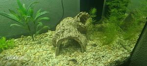 Akvaarium 150l (8 foto / 8)