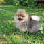 Pomeranian Spitz FCI pedigree wait you (foto #1)