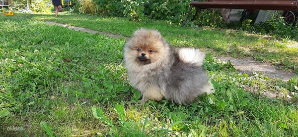 Pomeranian Spitz FCI pedigree wait you (foto #1)