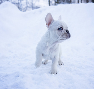 Prantsuse buldog! Parim kvaliteet Eestis. MÜÜDUD (2 foto / 8)