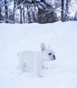 Prantsuse buldog! Parim kvaliteet Eestis. MÜÜDUD (4 foto / 8)