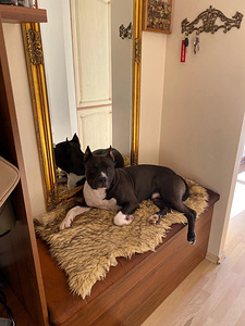 Isane Amstaff paaritumiseks (3 foto / 4)