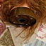 Harjutuspea naiste,meeste. Учебные головы-манекены для парик (фото #3)
