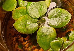 Limnobium - pinnapealne akvaariumi taim (1 foto / 1)