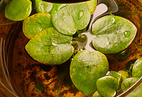 Лимнобиум – поверхностное аквариумное растение
