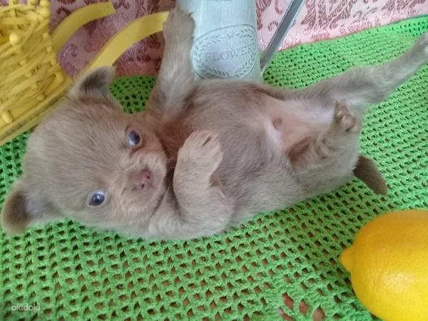 Chihuahua tudruk-reserv (foto #2)