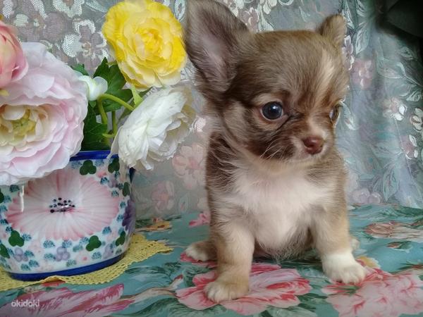 Chihuahua (foto #8)