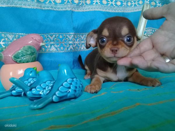 Chihuahua peserv (foto #5)