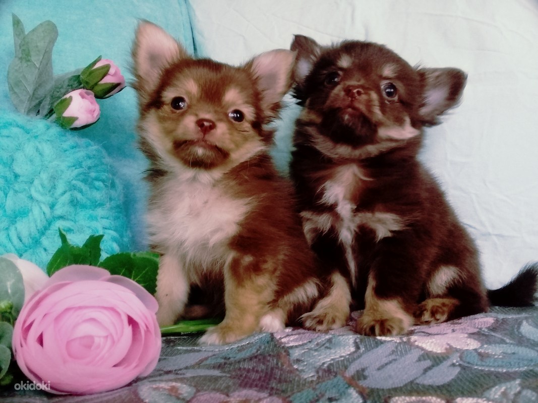 Chihuahua tÜdruk ja poisid (foto #1)