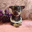 Chihuahua tudruk( reserv) (foto #1)