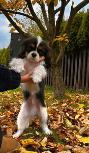 Cavalier King Čarlz Spaniel (3 foto / 8)