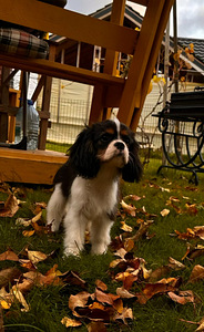 Cavalier King Čarlz Spaniel (8 foto / 8)