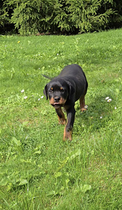 Rottweileri kutsikas (1 foto / 5)