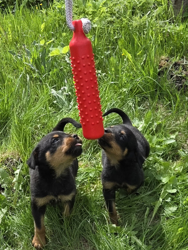 Rottweileri kutsikas