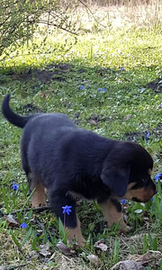 Rottweileri kutsikas (2 foto / 4)