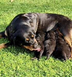 Rottweileri kutsikad (4 foto / 5)