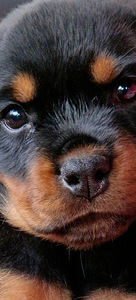 Rottweileri kutsikad (1 foto / 5)