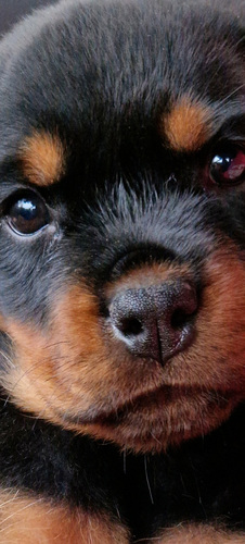 Rottweileri kutsikad