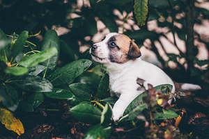 Jack Russelli kutsikad FCI/LKF (3 foto / 4)