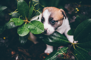 Jack Russelli kutsikad FCI/LKF (4 foto / 4)