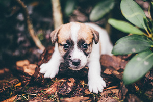 Jack Russelli kutsikad FCI/LKF (2 foto / 4)