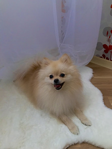 Pomeranian spits (1 foto / 3)
