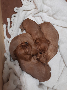 Cavalier King Charles Spanjeli kutsikad (1 foto / 4)