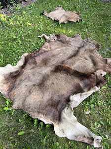 Põdra nahk, seisnud grillmaja seinal 180x150 cm (1 foto / 2)
